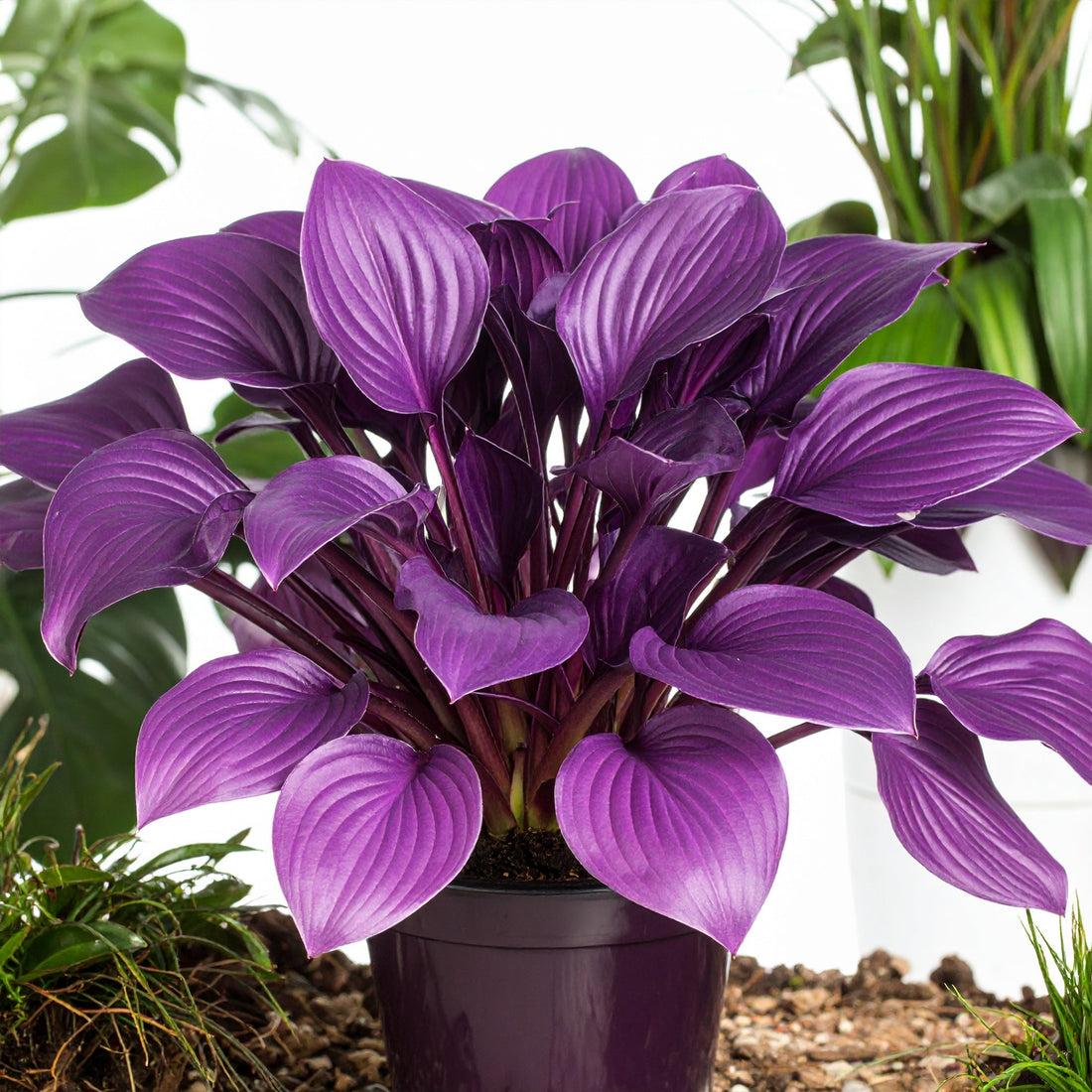 Why Hostas Are the Chillest Plant You Can Grow (and Where to Get Them)