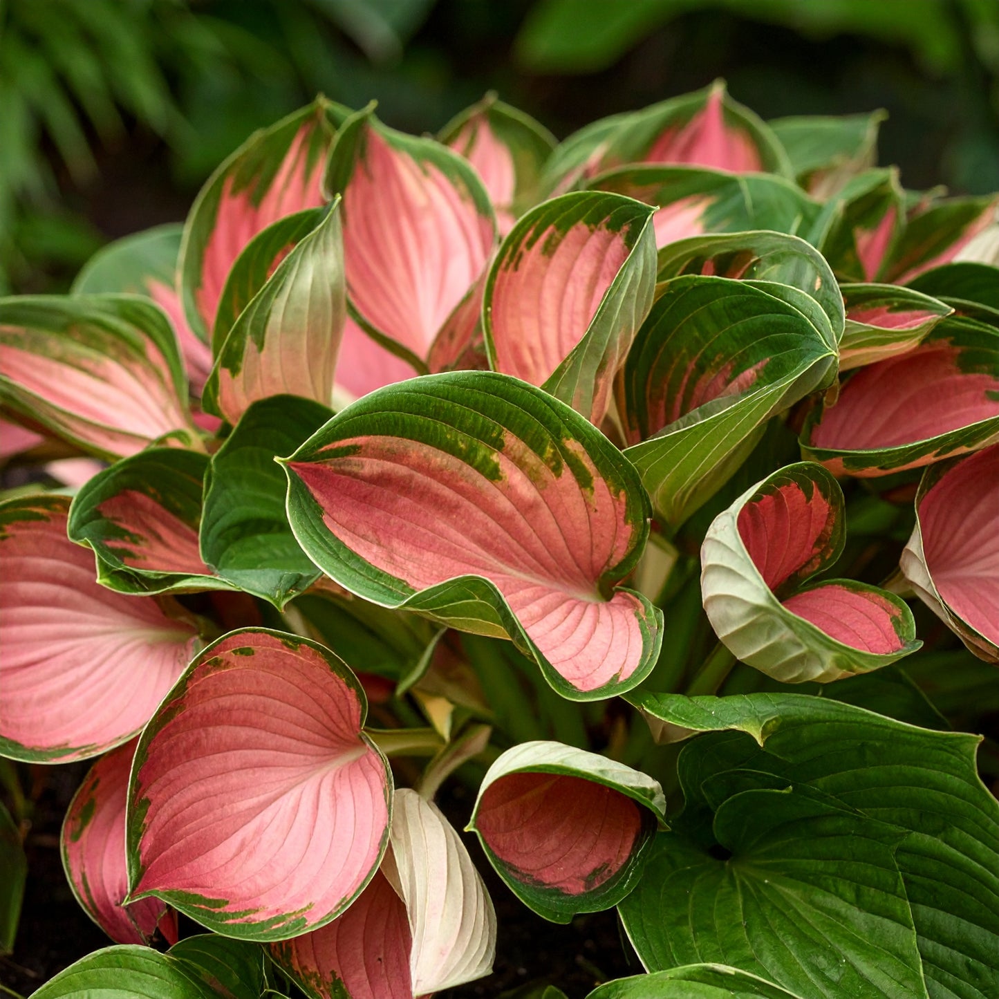 Vibrant Hosta Plantain Lily Variety Mix (Hosta ventricosa)