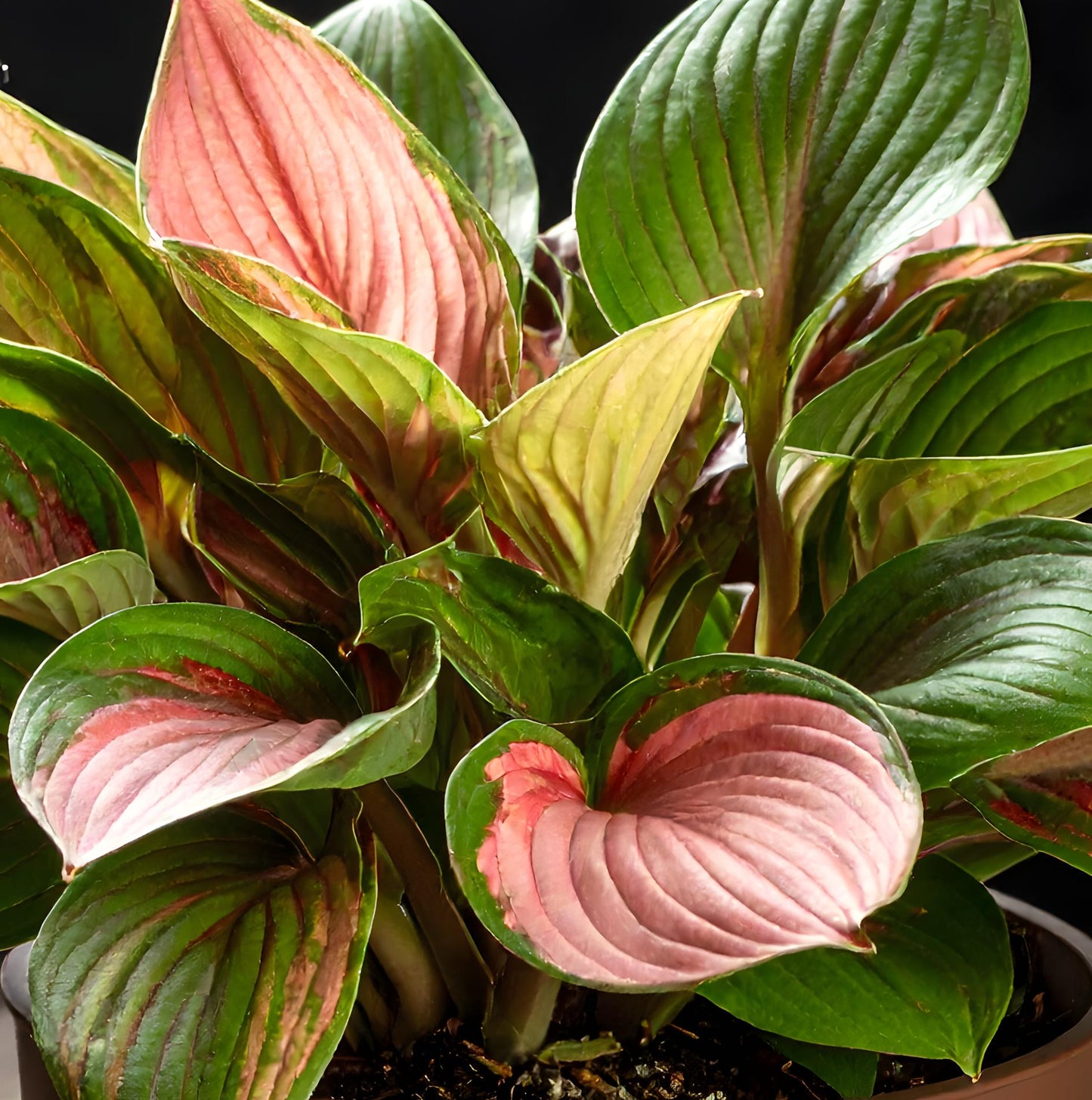 Vibrant Hosta Plantain Lily Variety Mix (Hosta ventricosa)