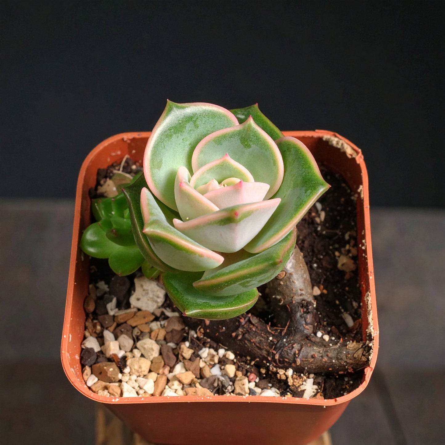Desert Rose Graptoveria 'Lovely Rose'