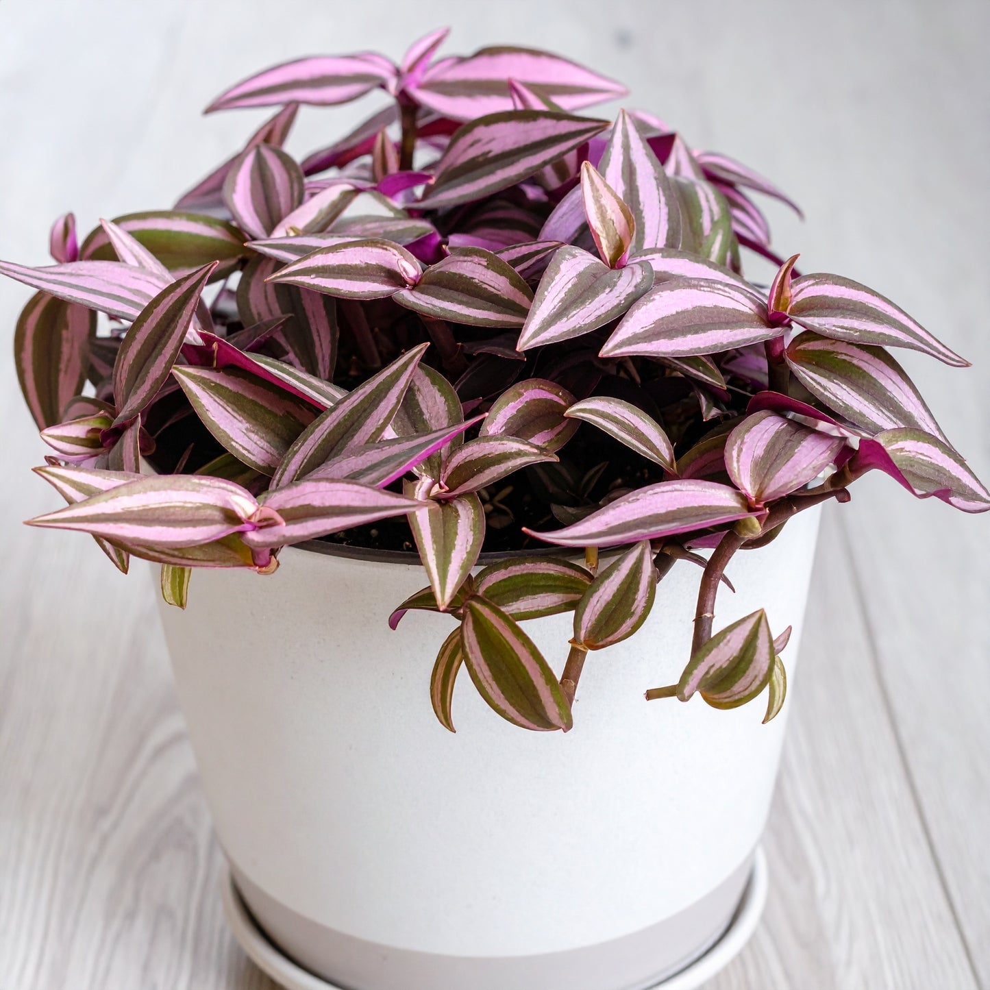 Velveteen Trails Pink Furry Wandering Dude (Tradescantia blossfeldiana 'Pink Furry')