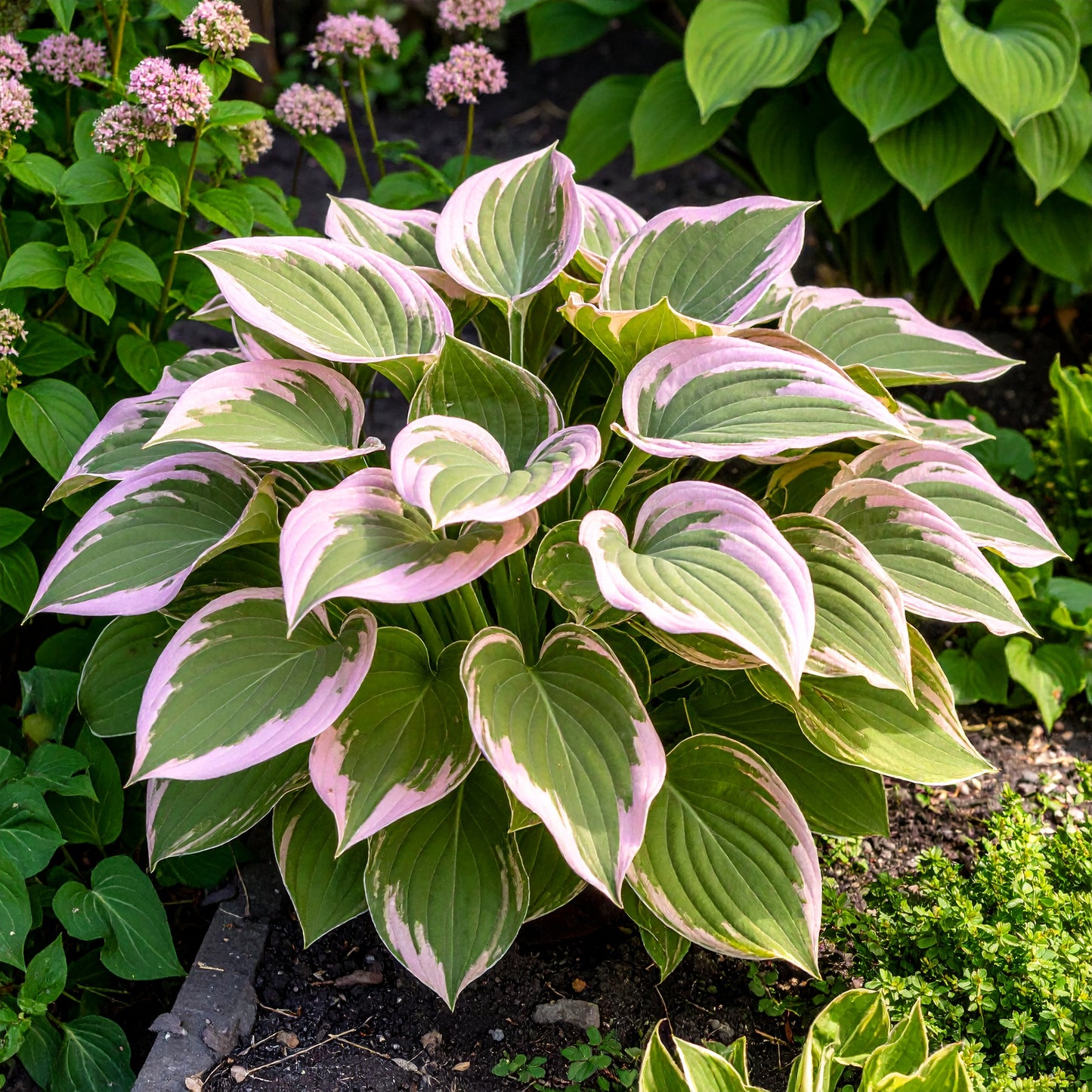 Vibrant Hosta Plantain Lily Variety Mix (Hosta ventricosa)