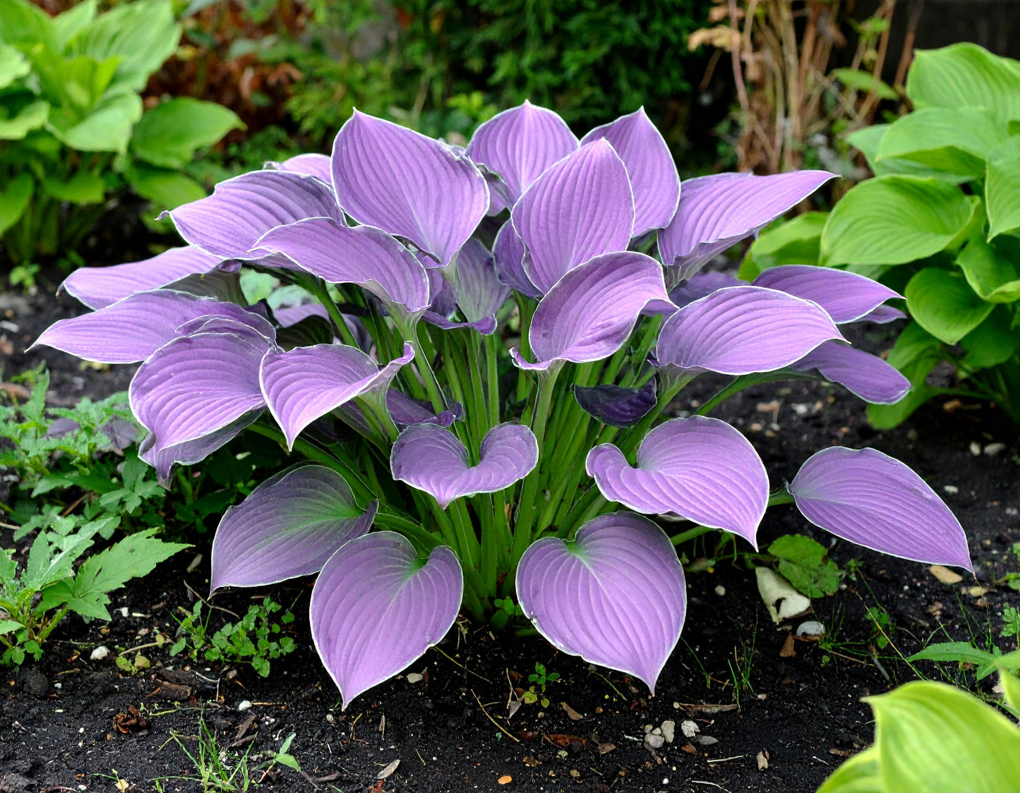 Vibrant Hosta Plantain Lily Variety Mix (Hosta ventricosa)