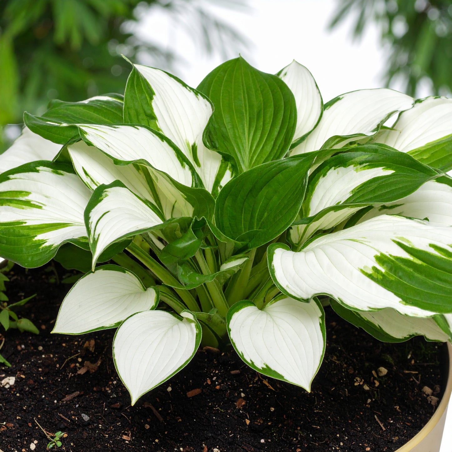 Vibrant Hosta Plantain Lily Variety Mix (Hosta ventricosa)