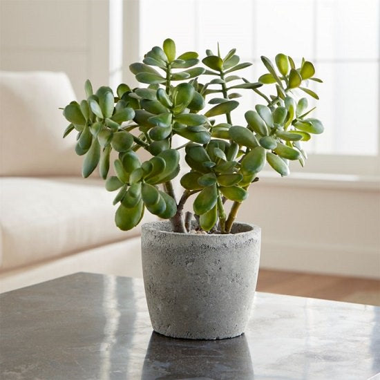 Crassula ovata 'Baby Jade'