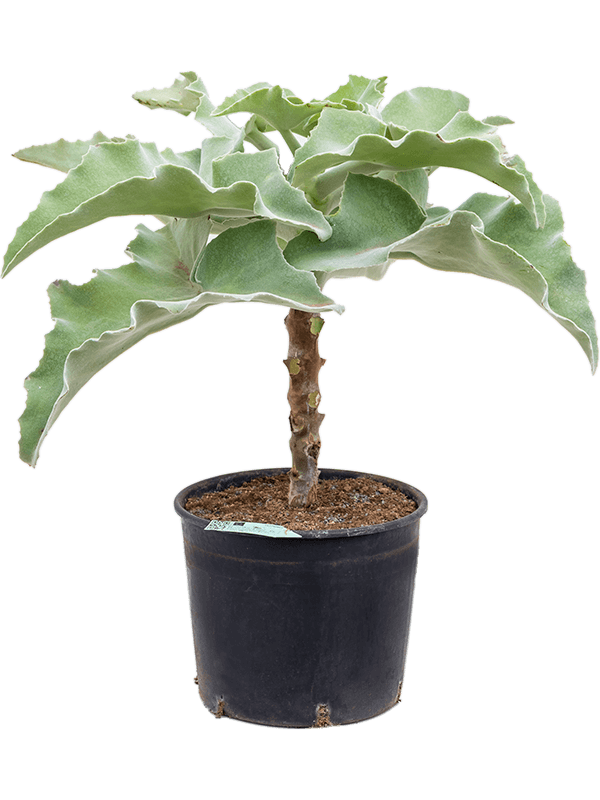 Kalanchoe beharensis 'Fang'