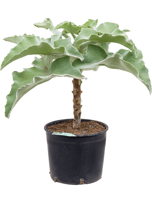 Kalanchoe beharensis 'Fang'