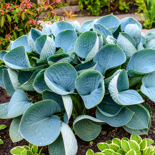 Blue Broad-leaf Plantain Lily Hosta (Hosta Empress Wu)