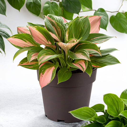 Vibrant Pink and Red Hosta (First Blush Hosta)