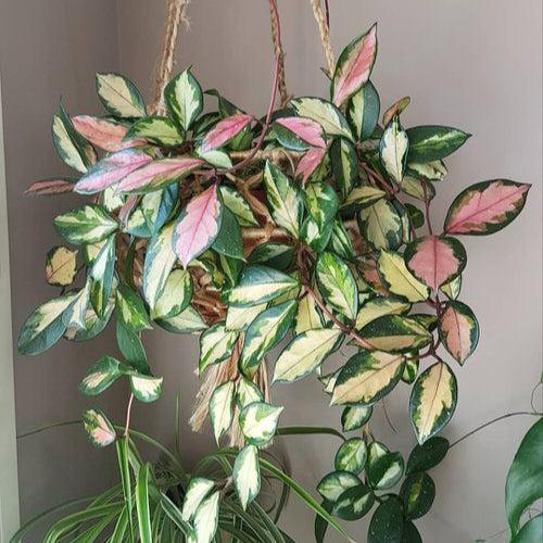 Hoya Krimson Queen