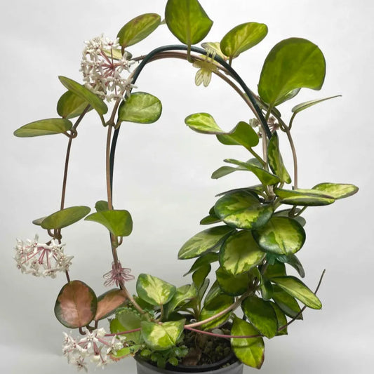 Hoya Australis