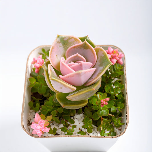 Desert Rose Graptoveria 'Lovely Rose'