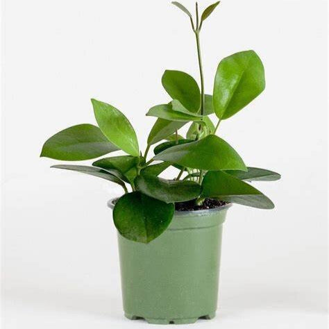 Hoya Australis