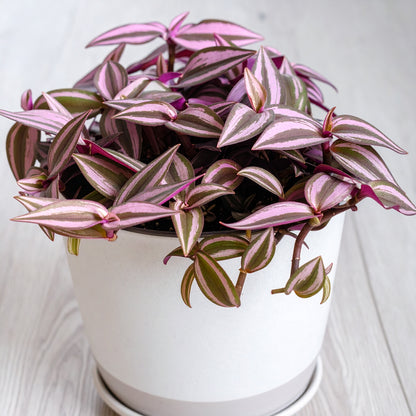 Velveteen Trails Pink Furry Wandering Dude (Tradescantia blossfeldiana 'Pink Furry')