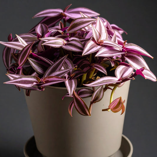 Velveteen Trails Pink Furry Wandering Dude (Tradescantia blossfeldiana 'Pink Furry')