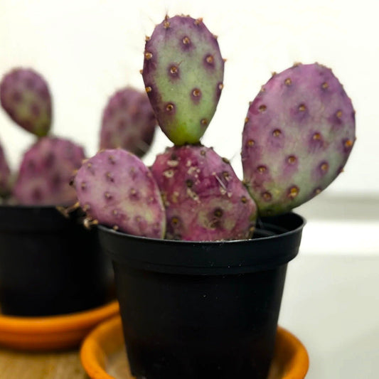 Santa Rita Purple Prickly Pear Cactus