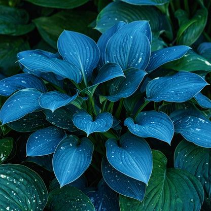 Vibrant Hosta Plantain Lily Variety Mix (Hosta ventricosa)