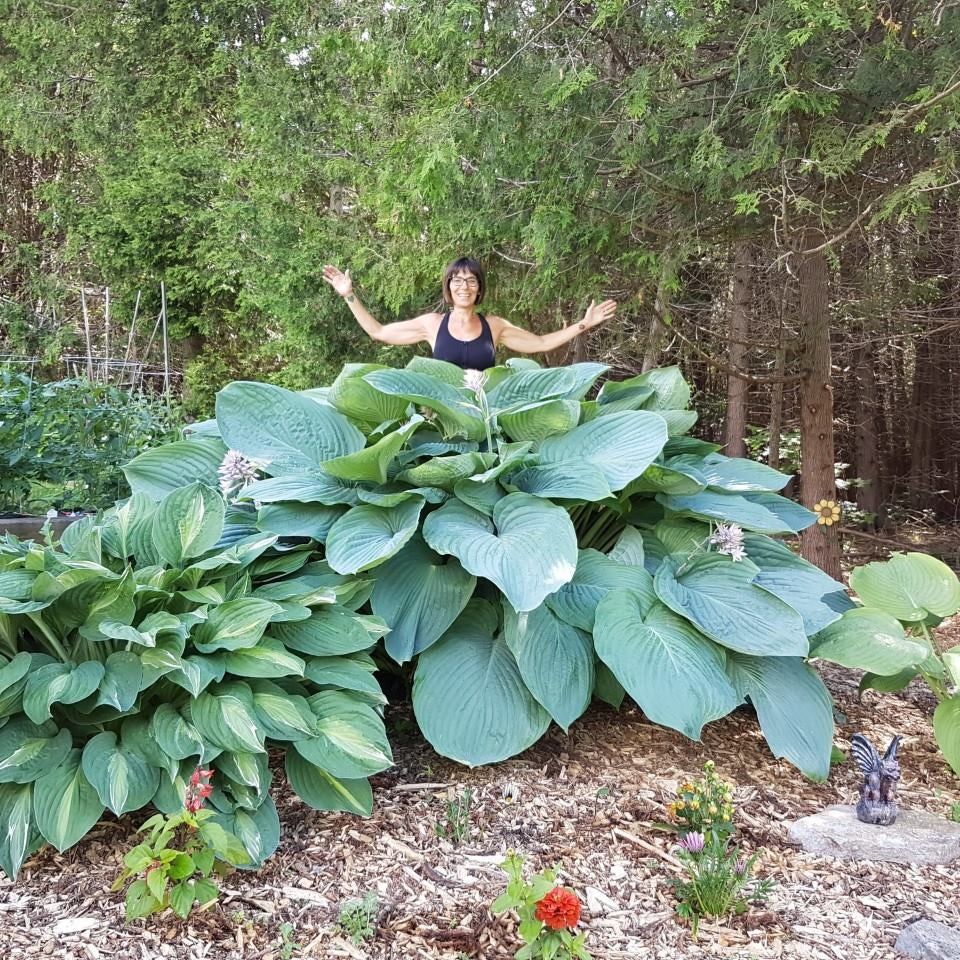 Blue Broad-leaf Plantain Lily Hosta (Hosta Empress Wu)