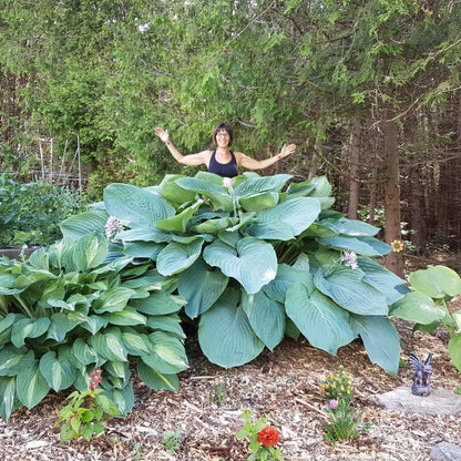 Blue Broad-leaf Plantain Lily Hosta (Hosta Empress Wu)
