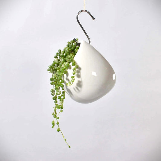 String of Pearls - Variegated