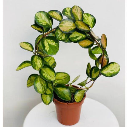 Hoya Australis