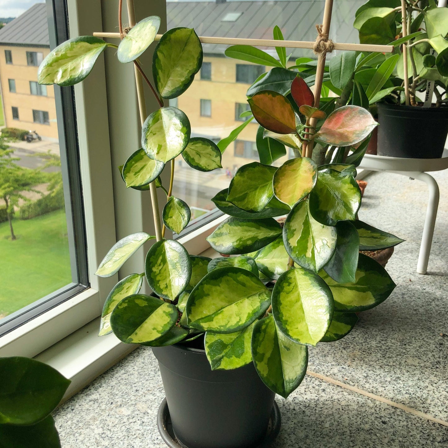 Hoya Australis