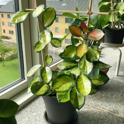 Hoya Australis