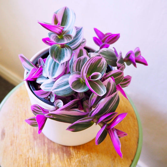 Purple Tradescantia Nanouk Zebrina