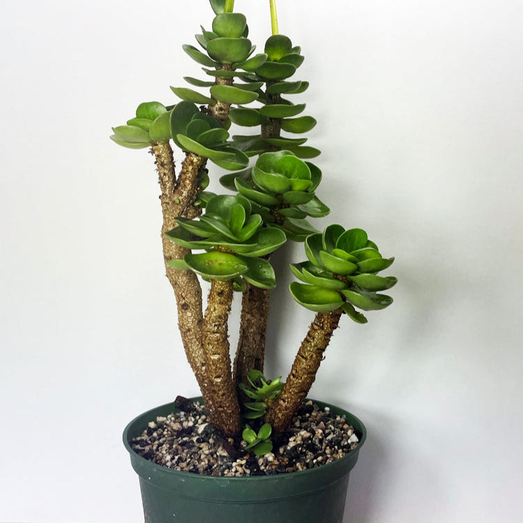 Hawaii Portulaca Molokiniensis Ihi - Petal Leaf Succulent