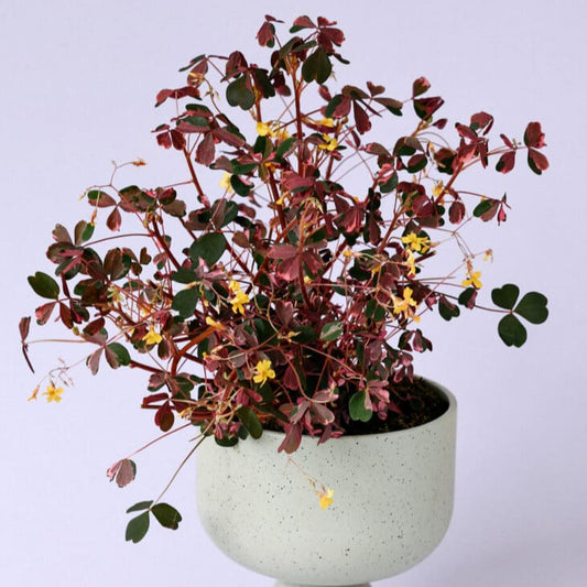 Oxalis Plum Crazy Shamrock