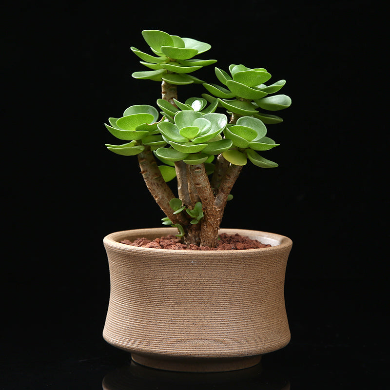 Hawaii Portulaca Molokiniensis Ihi - Petal Leaf Succulent