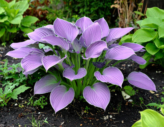 Vibrant Hosta Plantain Lily Variety Mix (Hosta ventricosa)