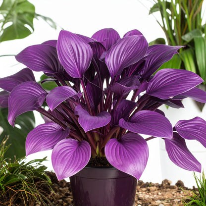 Vibrant Hosta Plantain Lily Variety Mix (Hosta ventricosa)