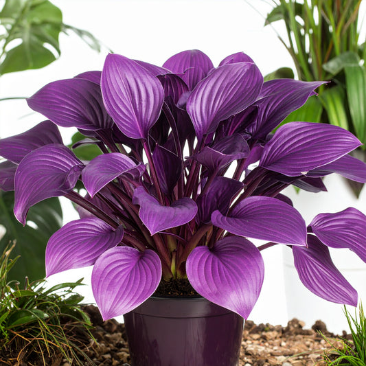 Purple-Red First Blush Hosta