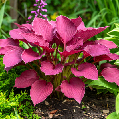 Vibrant Hosta Plantain Lily Variety Mix (Hosta ventricosa)