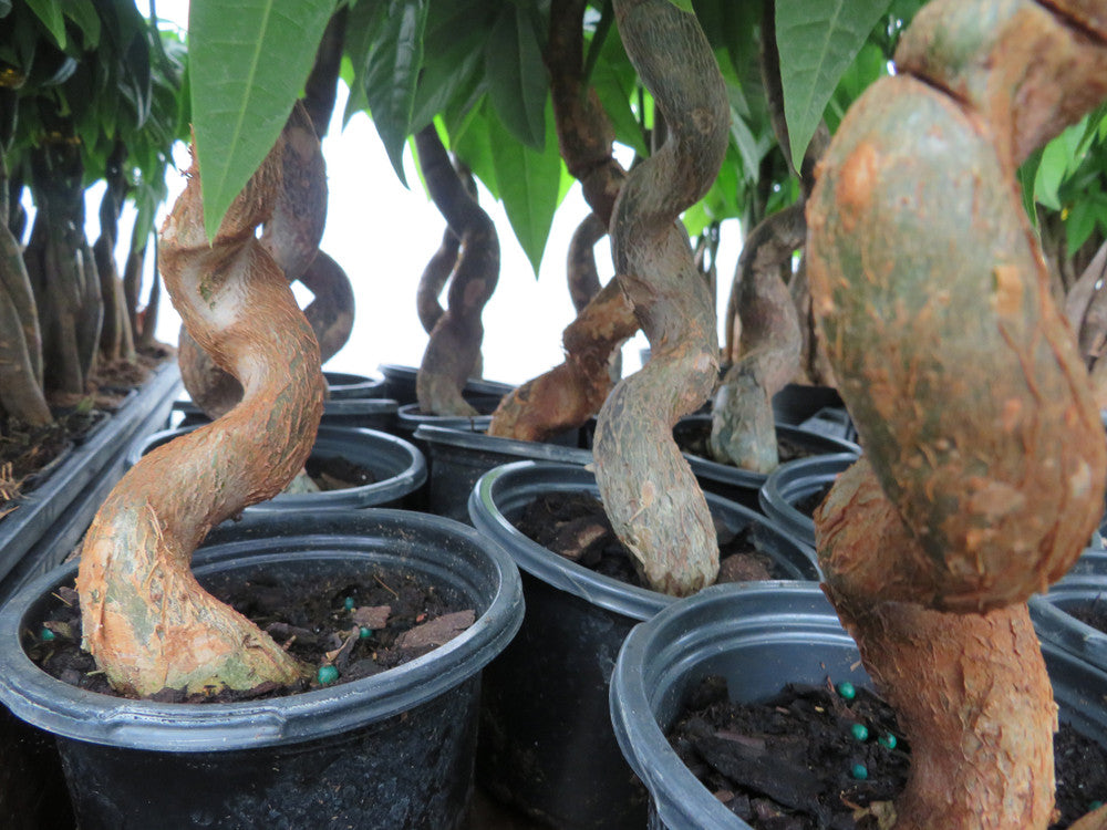 Serene Waves Money Tree (Pachira aquatica 'Wavy Trunk' Tree)