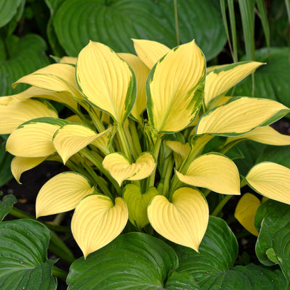 Vibrant Hosta Plantain Lily Variety Mix (Hosta ventricosa)