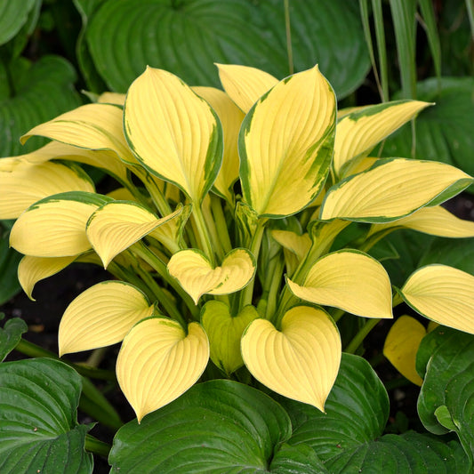 Yellow Mouse Ears Hosta Seeds (Hosta Mouse Ears)